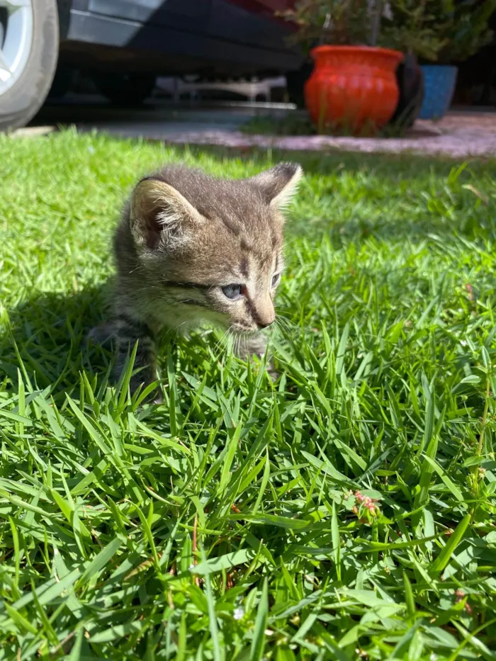 Gato ra a  idade Abaixo de 2 meses nome Toby