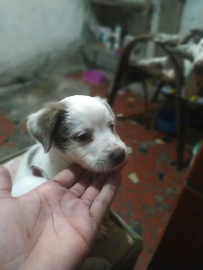Cachorro raça SRD-ViraLata idade Abaixo de 2 meses nome Babys