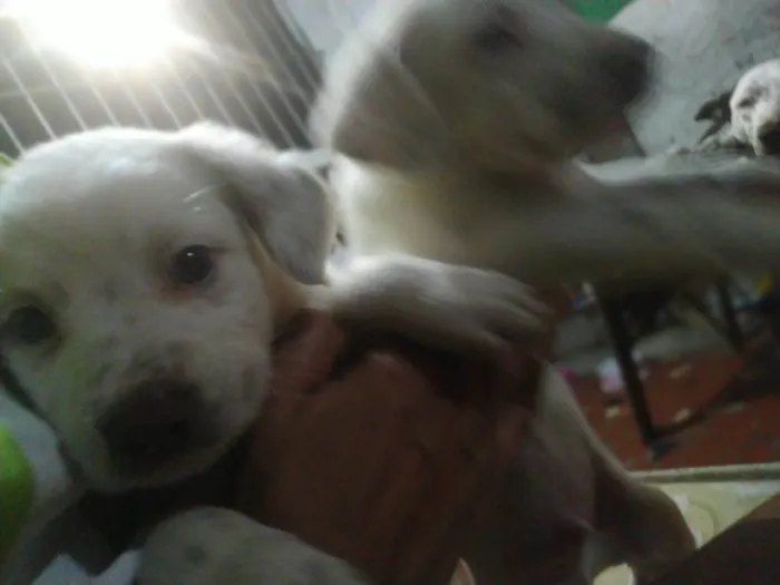 Cachorro raça SRD-ViraLata idade Abaixo de 2 meses nome Babys