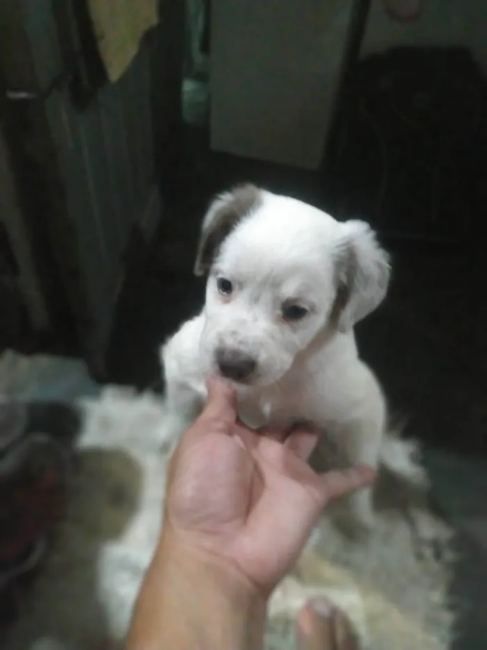 Cachorro raça SRD-ViraLata idade Abaixo de 2 meses nome Babys