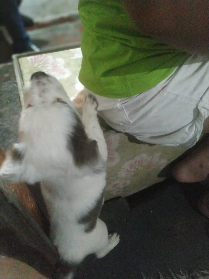 Cachorro raça SRD-ViraLata idade Abaixo de 2 meses nome Babys