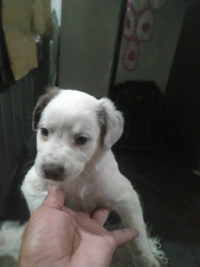 Cachorro raça SRD-ViraLata idade Abaixo de 2 meses nome Babys