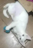 BIANCA *Felv+*