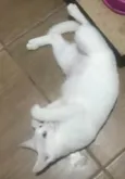 BIANCA *Felv+*