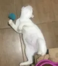 BIANCA *Felv+*