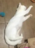 BIANCA *Felv+*