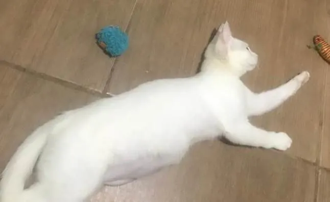 Gato ra a SRD-ViraLata idade 2 a 6 meses nome BIANCA *Felv+*