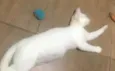 BIANCA *Felv+*