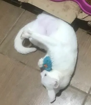 Gato ra a SRD-ViraLata idade 2 a 6 meses nome BIANCA *Felv+*