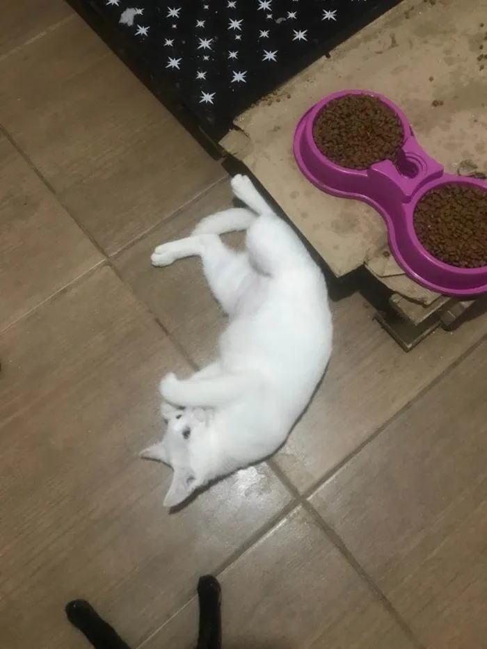 Gato ra a SRD-ViraLata idade 2 a 6 meses nome BIANCA *Felv+*