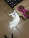 BIANCA *Felv+*