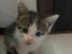 Gato raça  idade Abaixo de 2 meses nome Loki