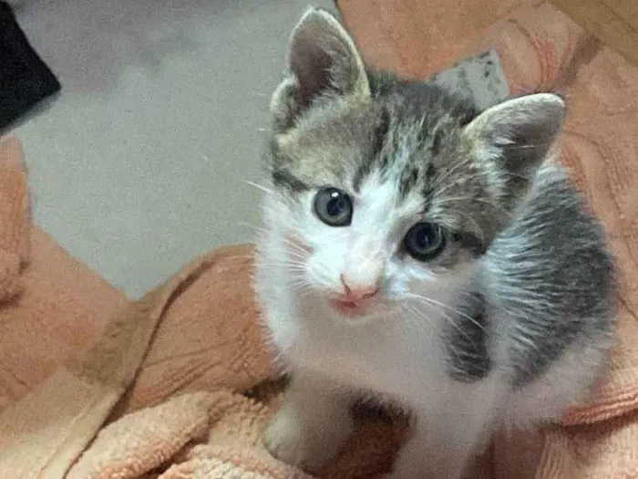 Gato ra a  idade Abaixo de 2 meses nome Tiana