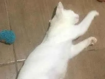 Gato ra a SRD-ViraLata idade 2 a 6 meses nome BIANCA *Felv+*