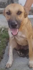 Sophia