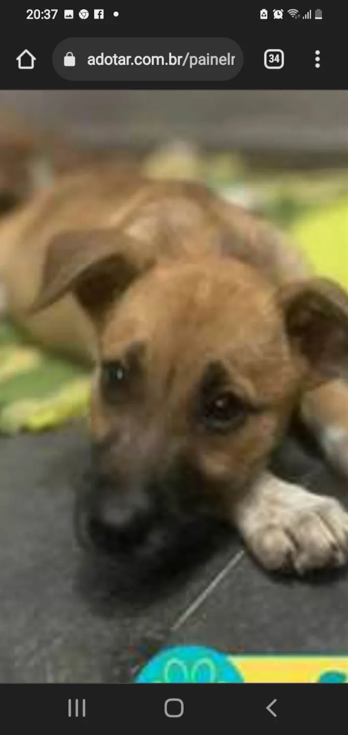 Cachorro ra a Srd idade 7 a 11 meses nome Sophia