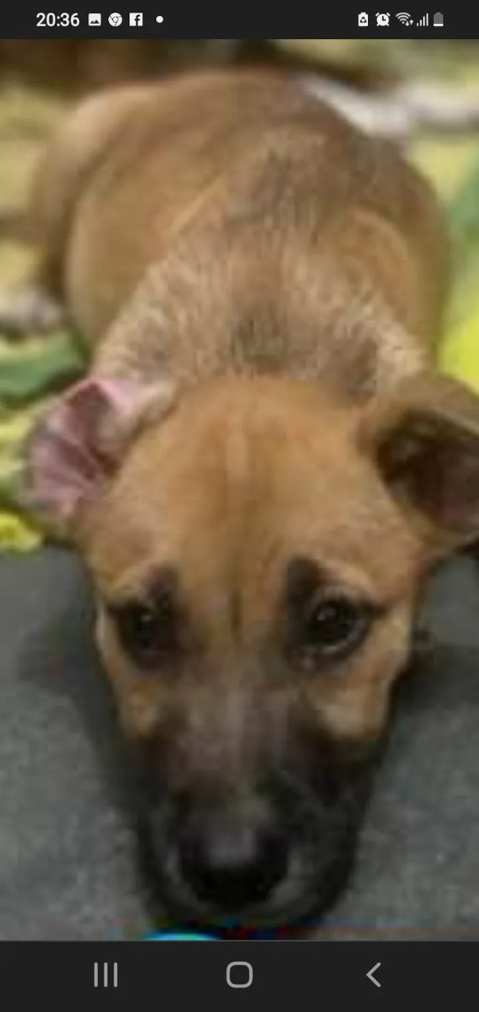 Cachorro ra a Srd idade 7 a 11 meses nome Sophia
