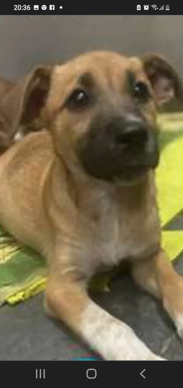 Cachorro ra a Srd idade 7 a 11 meses nome Sophia