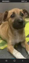 Sophia