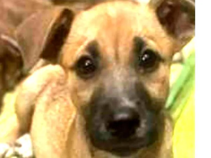 Cachorro ra a Srd idade 7 a 11 meses nome Sophia