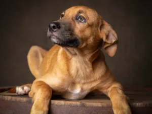 Cachorro raça SRD-ViraLata idade 7 a 11 meses nome Amendoim 