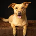 Chico