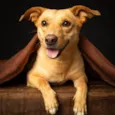 Chico