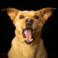 Chico