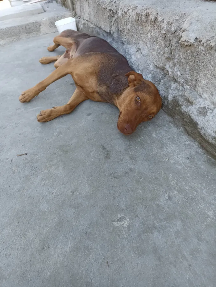 Cachorro raça SRD-ViraLata idade 7 a 11 meses nome Pandora