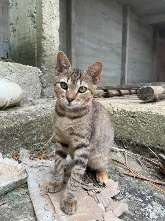 Gato ra a SRD-ViraLata idade 2 a 6 meses nome Canela