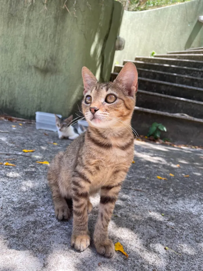 Gato ra a SRD-ViraLata idade 2 a 6 meses nome Canela