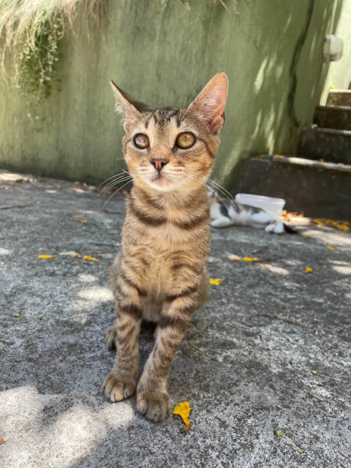 Gato ra a SRD-ViraLata idade 2 a 6 meses nome Canela