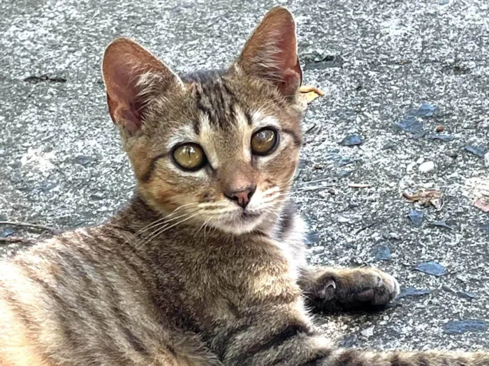 Gato ra a SRD-ViraLata idade 2 a 6 meses nome Canela