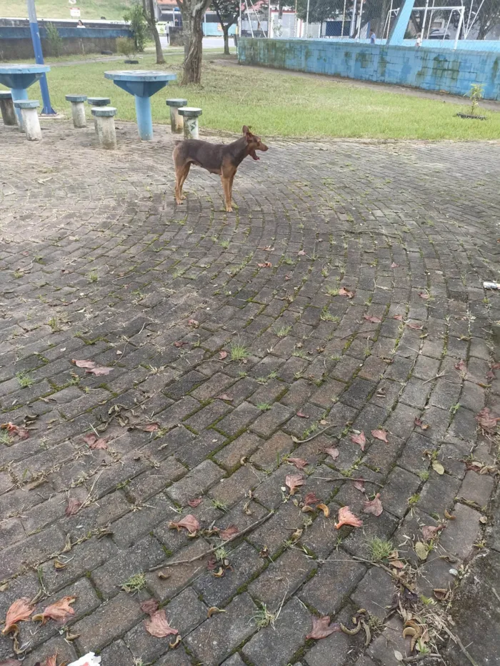 Cachorro raça SRD-ViraLata idade 7 a 11 meses nome Pandora