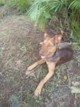 Cachorro raça SRD-ViraLata idade 7 a 11 meses nome Pandora