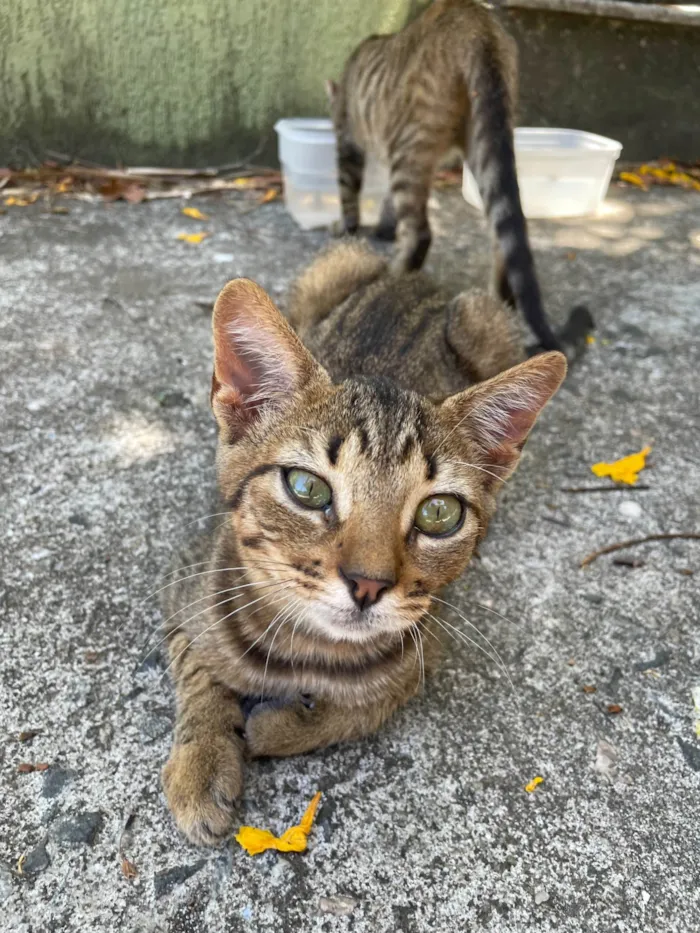 Gato ra a SRD-ViraLata idade 2 a 6 meses nome Rabanada