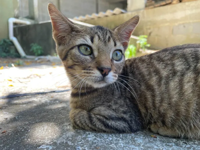 Gato ra a SRD-ViraLata idade 2 a 6 meses nome Rabanada