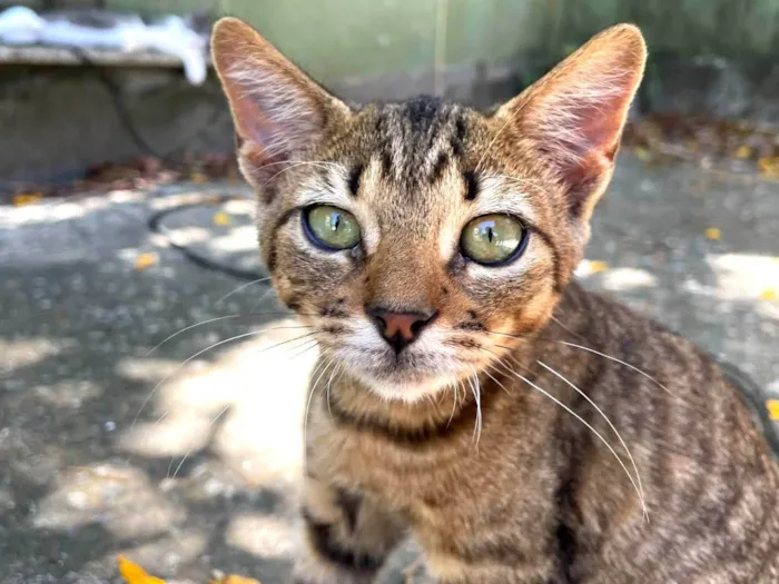 Gato ra a SRD-ViraLata idade 2 a 6 meses nome Rabanada