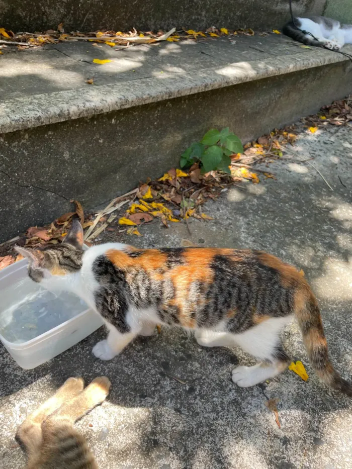 Gato ra a SRD-ViraLata idade 2 a 6 meses nome Outono