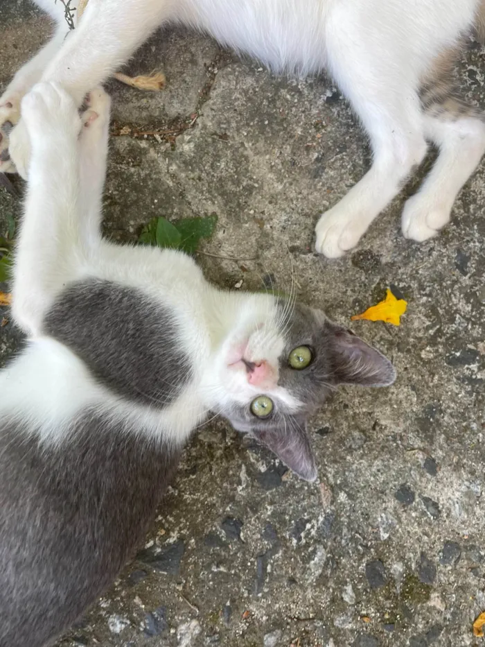 Gato ra a SRD-ViraLata idade 2 a 6 meses nome Matilda