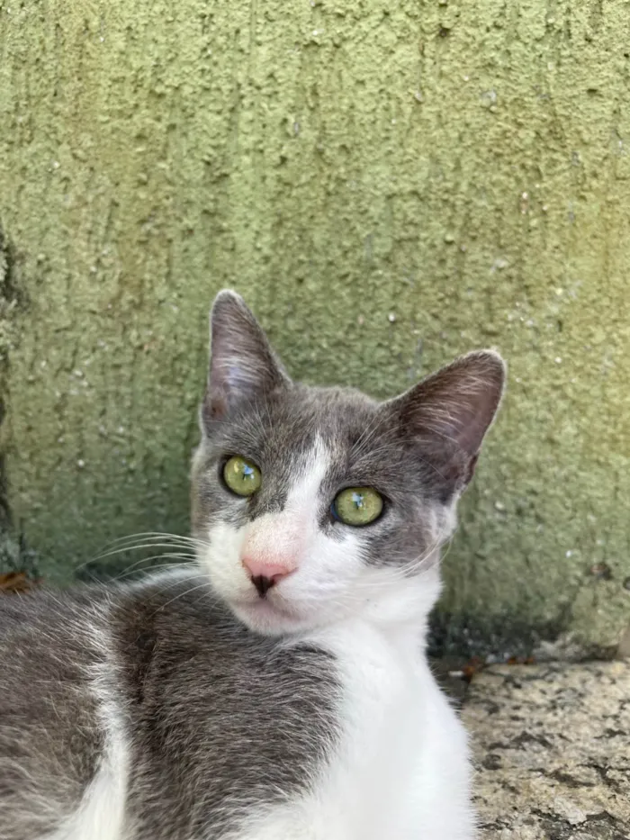 Gato ra a SRD-ViraLata idade 2 a 6 meses nome Matilda