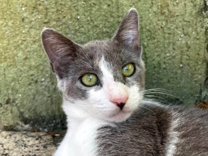 Gato ra a SRD-ViraLata idade 2 a 6 meses nome Matilda