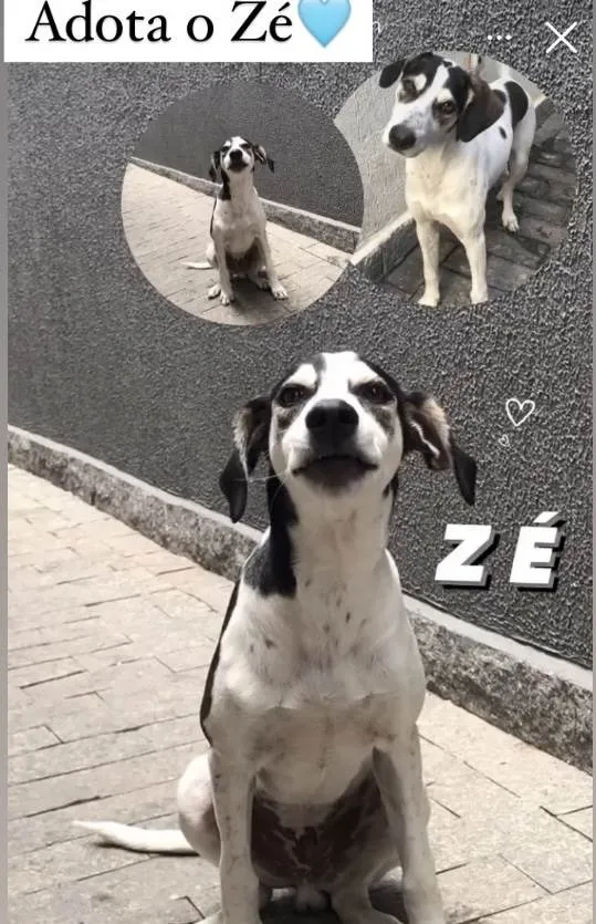 Cachorro ra a SRD-ViraLata idade 1 ano nome Zé