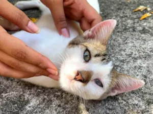 Gato raça SRD-ViraLata idade 2 a 6 meses nome Branquinho