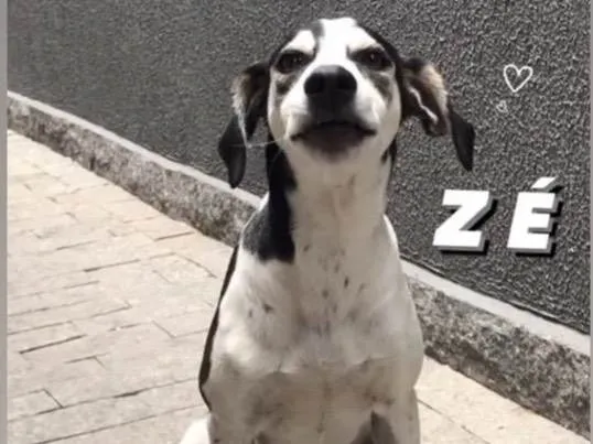 Cachorro ra a SRD-ViraLata idade 1 ano nome Zé