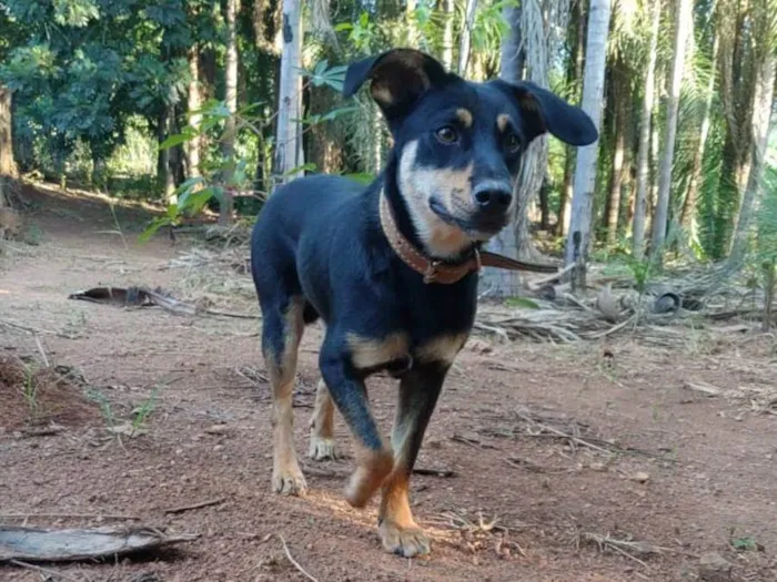 Cachorro ra a Srd idade 2 anos nome Sorisso