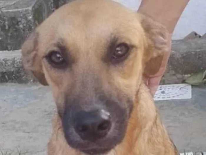 Cachorro ra a Srd idade 7 a 11 meses nome Sophia