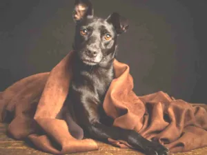 Cachorro raça SRD-ViraLata idade 1 ano nome Amora