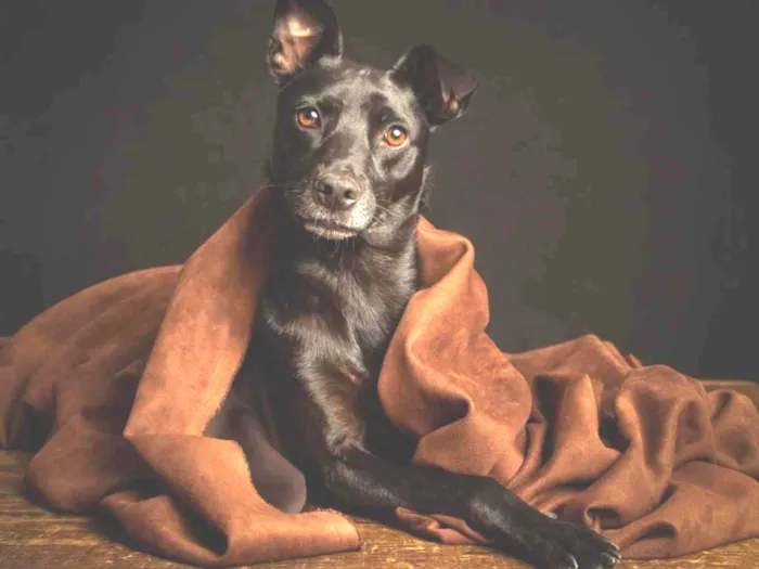 Cachorro ra a SRD-ViraLata idade 1 ano nome Amora