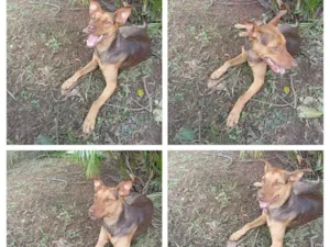 Cachorro raça SRD-ViraLata idade 7 a 11 meses nome Pandora